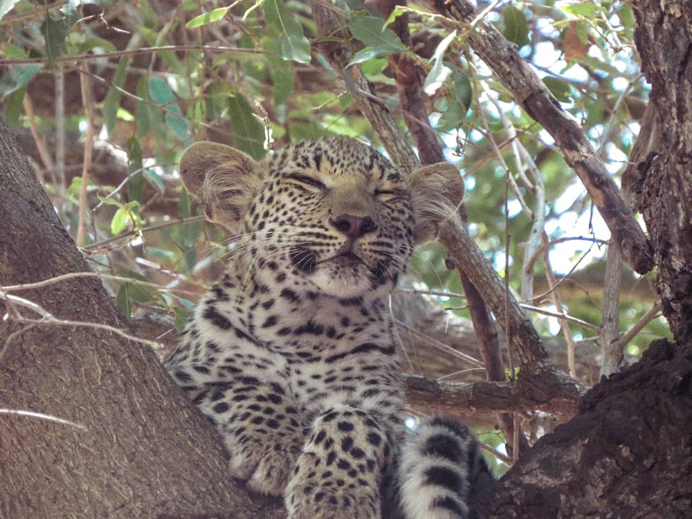 Leopardos no Kruger Park! Descubra tudo sobre como é fazer um safári na África do Sul nesse post!